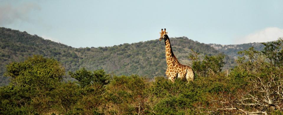  Tall order... a giraffe roams the landscape