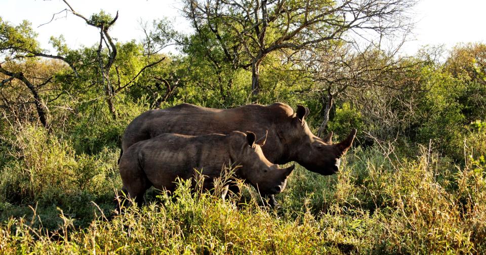  Safe space...safari rhinos are protected from poachers