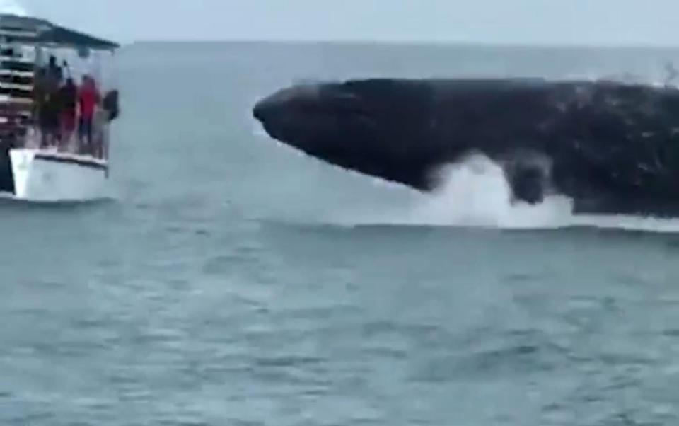  The mammoth mammal almost comes nose to nose with the boat