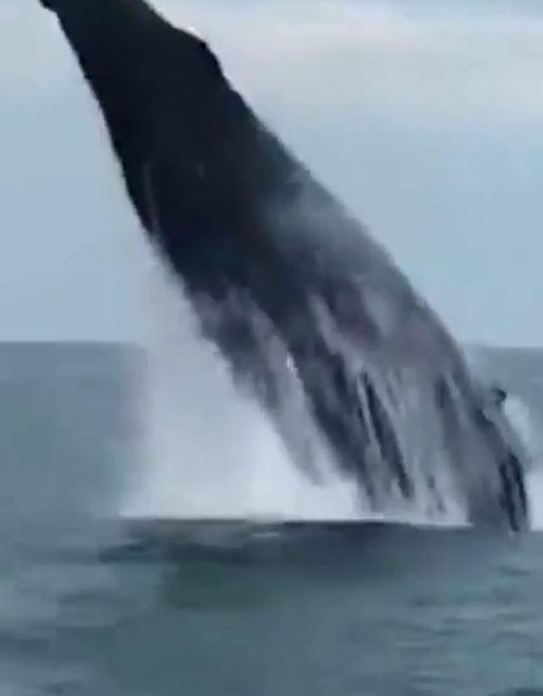  The whale erupts from the water, almost coming completely upright