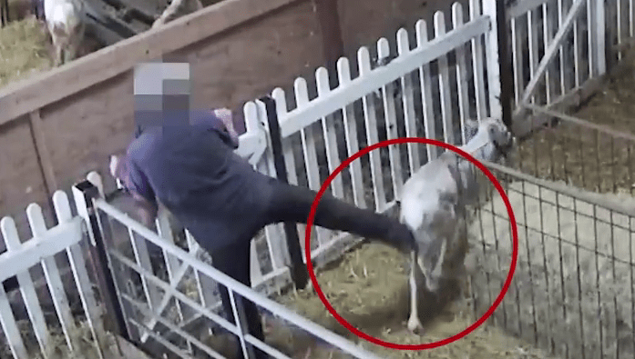  Distressing footage has emerged of reindeers being kicked and abused by farmers