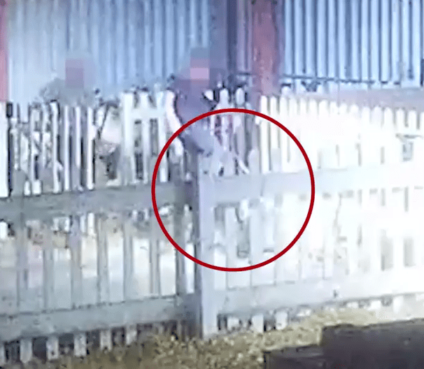  The footage was captured from Christmas farms in Kent and Staffordshire