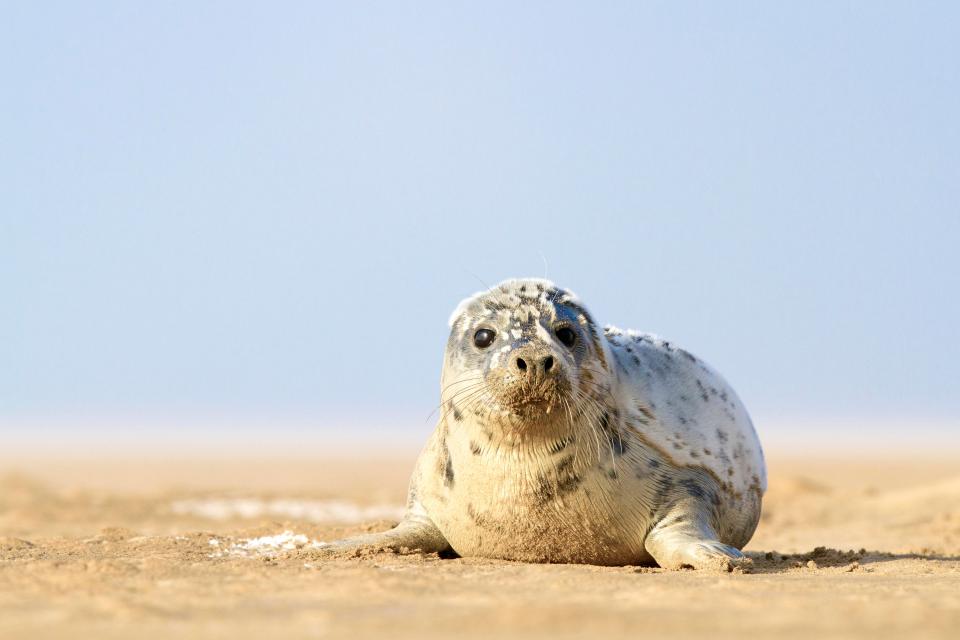  Seal the deal and visit Donna Nook National Nature Reserve to see seals come ashore to give birth