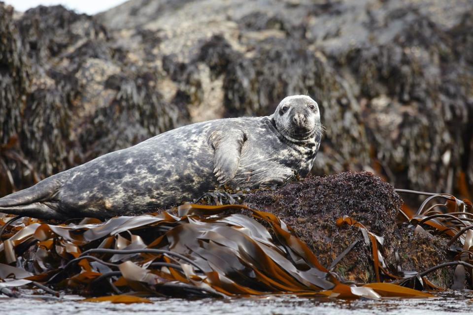  Travel south to spot spy seals in the waves