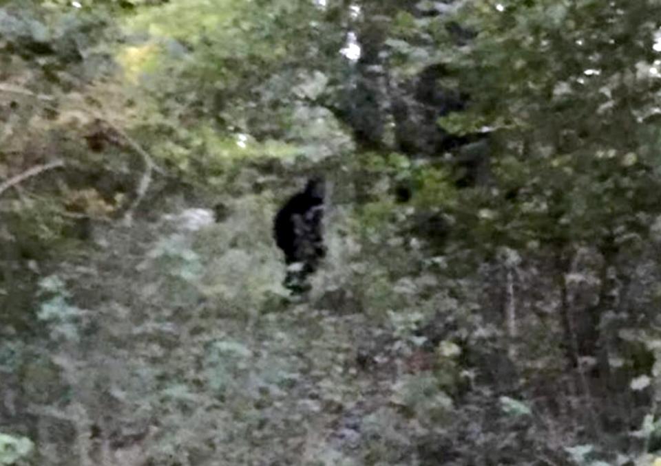  Is this Bigfoot?