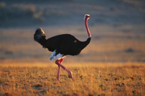 Ostriches are native to Africa and their meat is said to be very lean with a low fat content