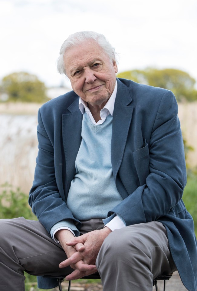 Sir David Attenborough said the producers of the show should have let nature take its course