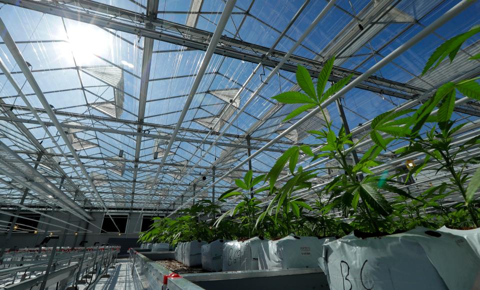  Cannabis plants growing in a massive greenhouse for a licensed medical marijuana producer in Canada