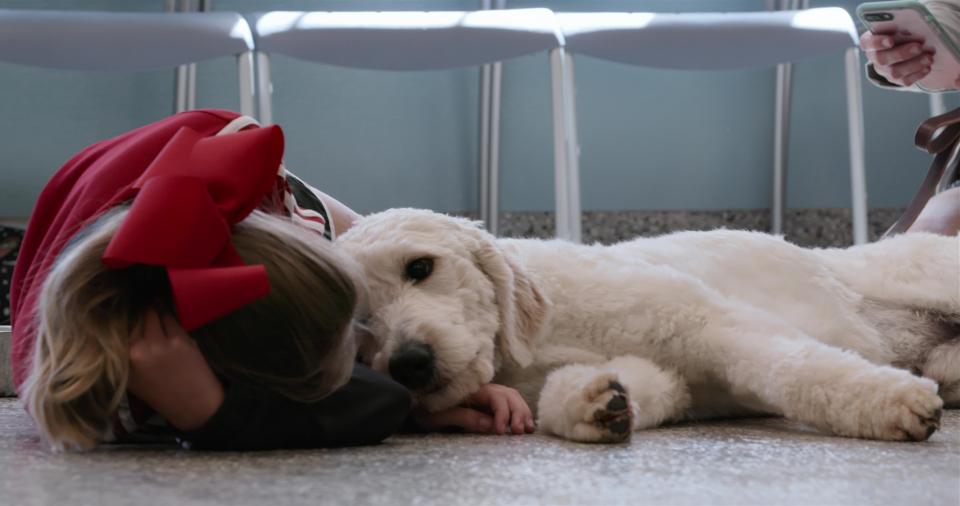  Dog trainer Jeremy said: 'Some parents tell me this is their last chance for normalcy. They hope the dog gives them their lives back'