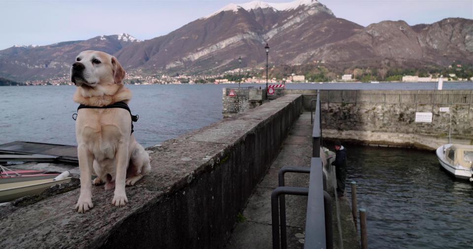  We follow the amazing backstories between people's heartwarming relationships with their dogs