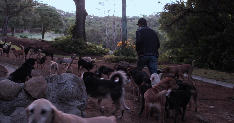  There are around two million stray dogs in Costa Rica