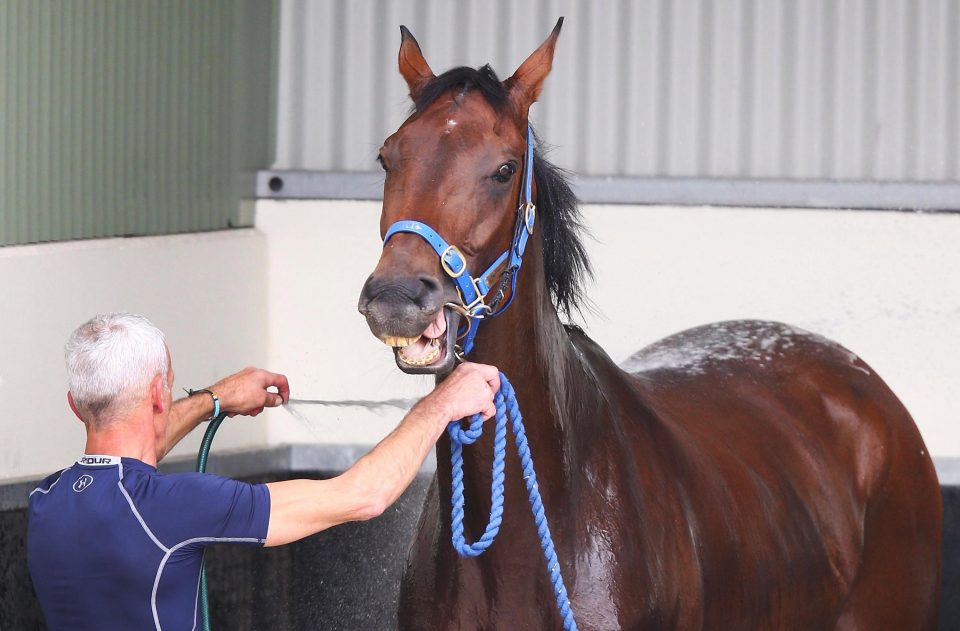  Magic Circle gets a wash down after trackwork at Werribee