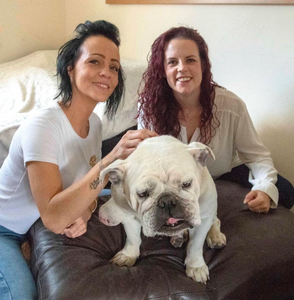  English bulldog Holtz was stolen from the garden when he was 18-months-old