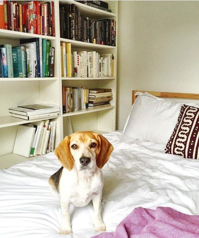 Meghan’s former bedrooms were never photographed without a set of crisp white bedsheets… or her beloved dog Guy