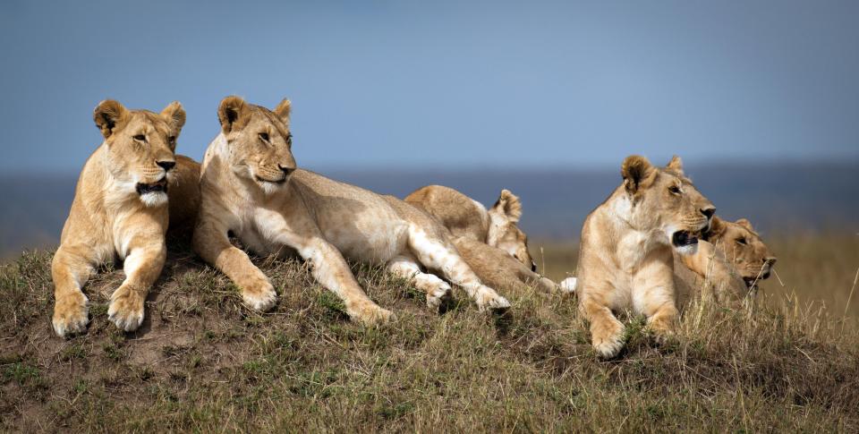  The famous Marsh Pride are under increasing threat from humans