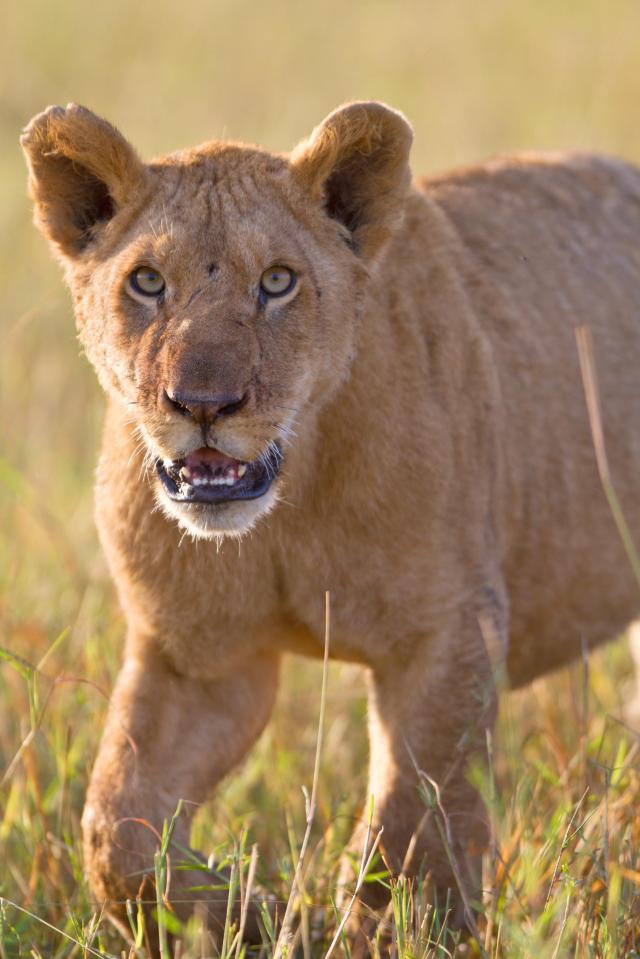  The adult males left the lionesses to do all the hunting