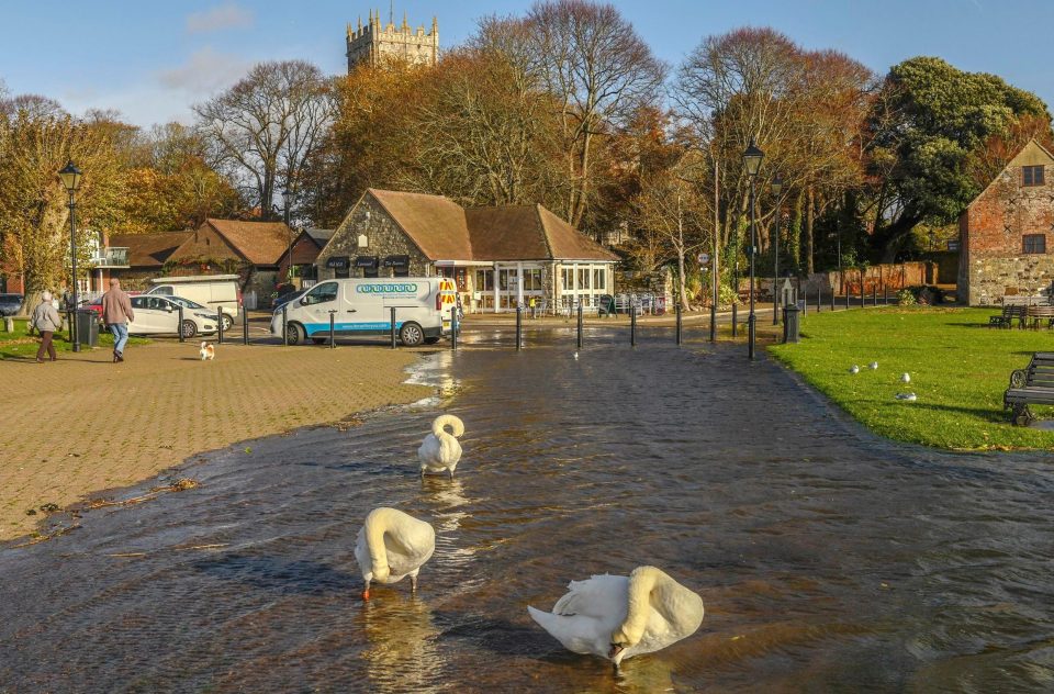  Swans enjoyed more room to swim today as roads were flooded at Christchurch Quay, Dorset