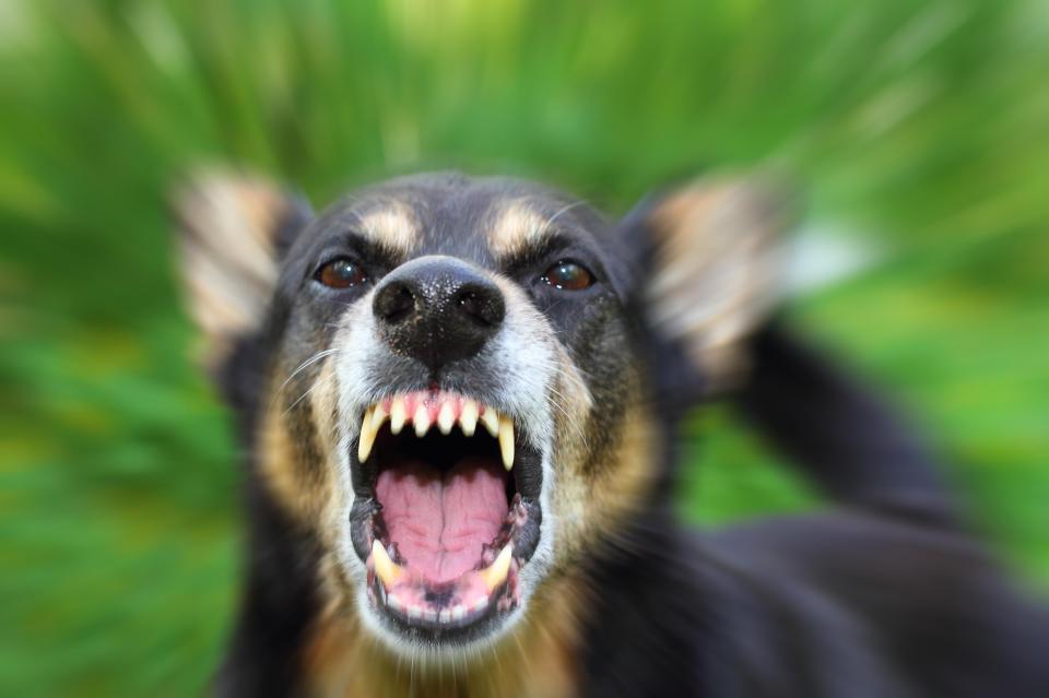 Rabies is often caught from the bite of an infected dog