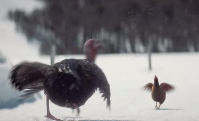  The turkey puffs up its feathers to scare the chicken but then is easily spooked when the chicken squawks at it