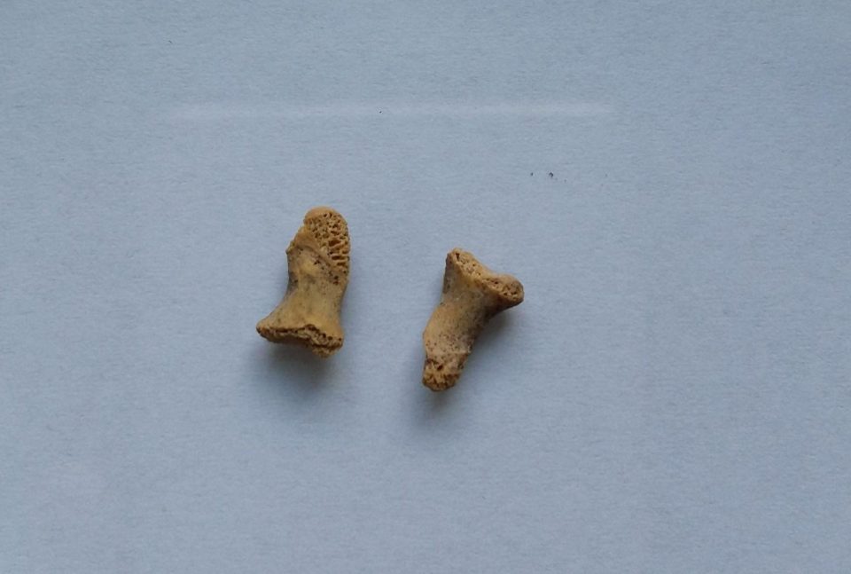  Finger' bones of a Neanderthal child eaten by a giant bird found in a cave in Poland