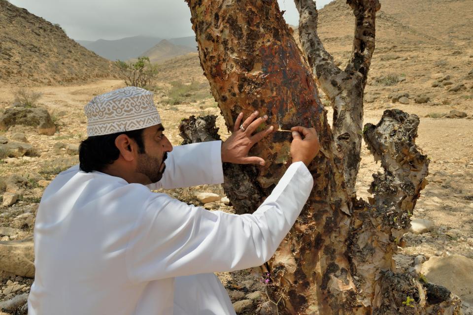  The precious resin comes from a Frankincense tree