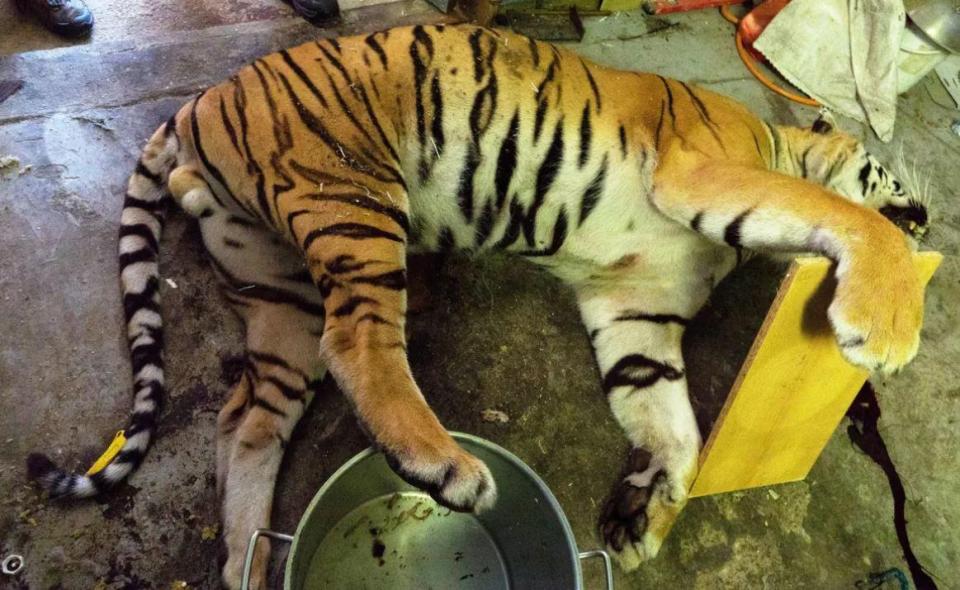  One tiger was shot in the eye and in the neck, so that the skin would stay intact