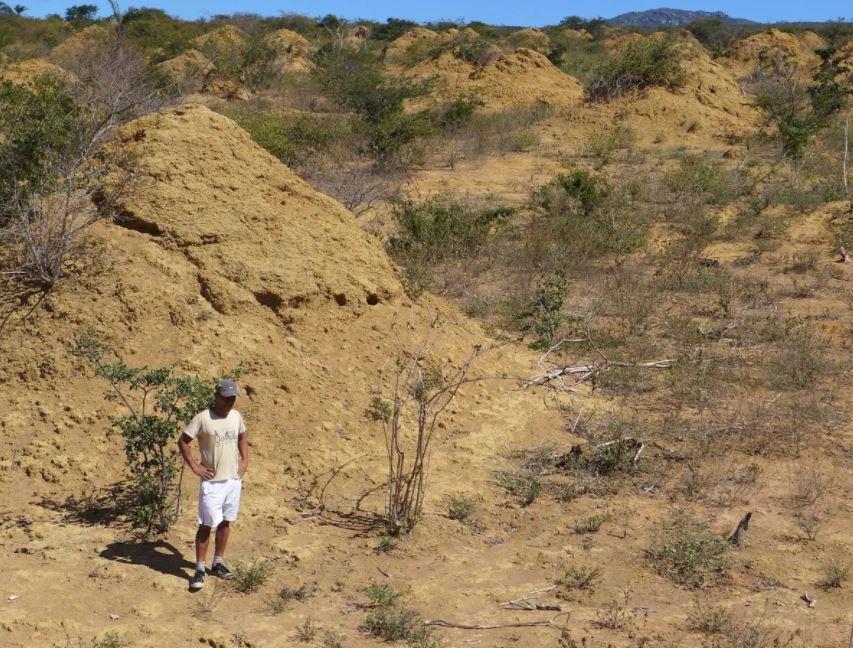  Scientists have found eight-foot tall termite mounds in the Amazon