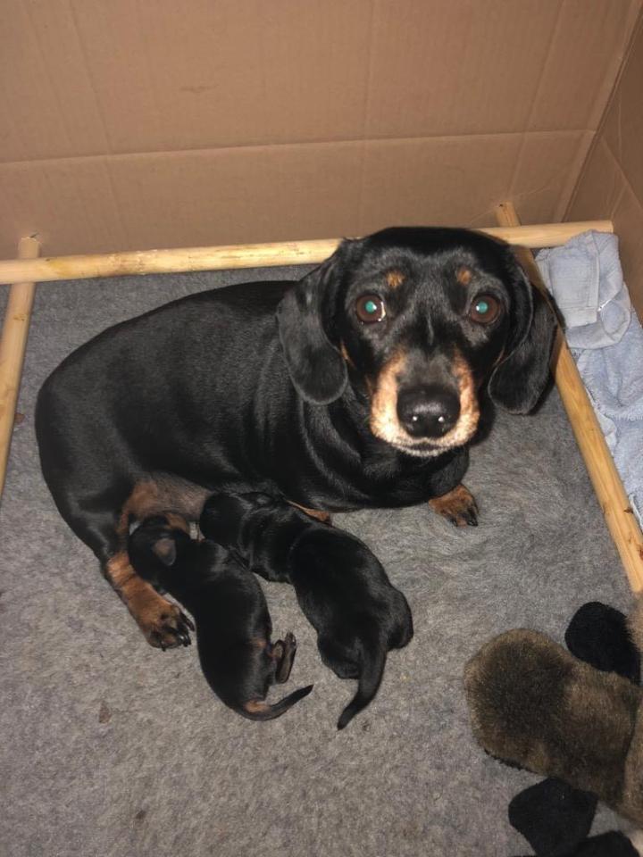  The father of the two newborn puppies is a seven-year-old dachshund named Otto