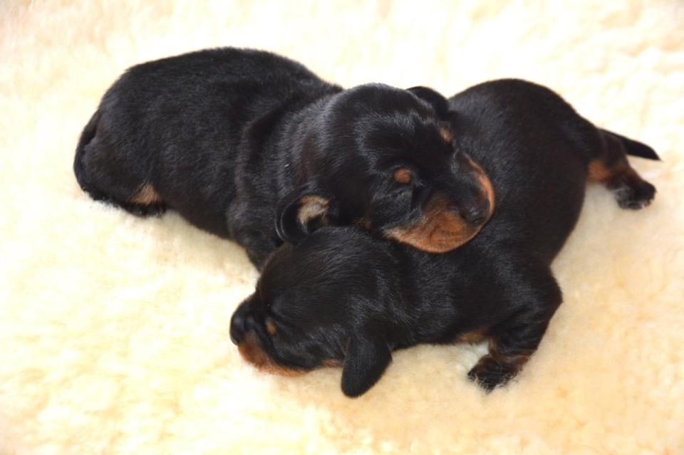  Britain's first cloned dog Minnie Winnie gave birth to two healthy male puppies