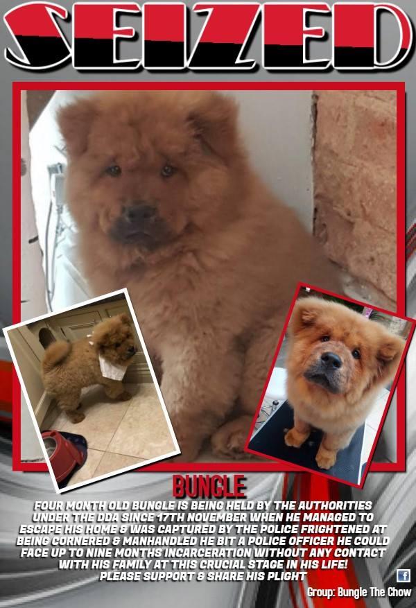  The family have launched a Facebook campaign to bring Bungle home