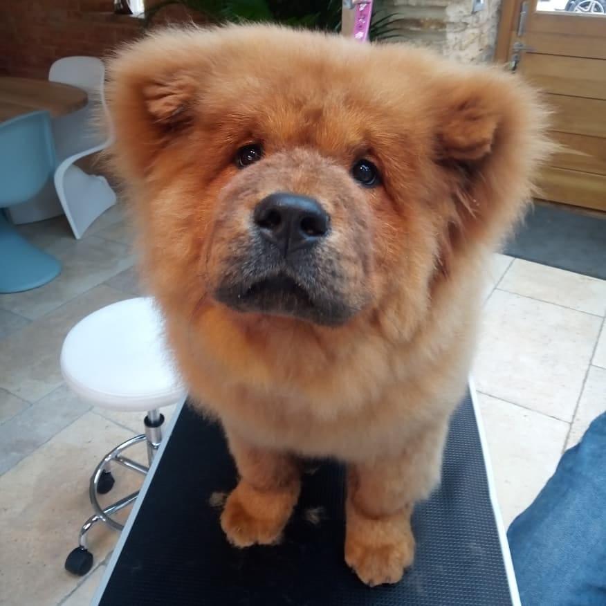  Bungle the puppy has been caged by police over a minor nip