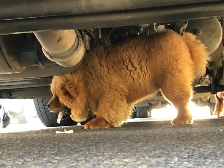  Dog behaviourist Louise Glazebrook says caging up Bungle at such a young age could send him into shutdown mode