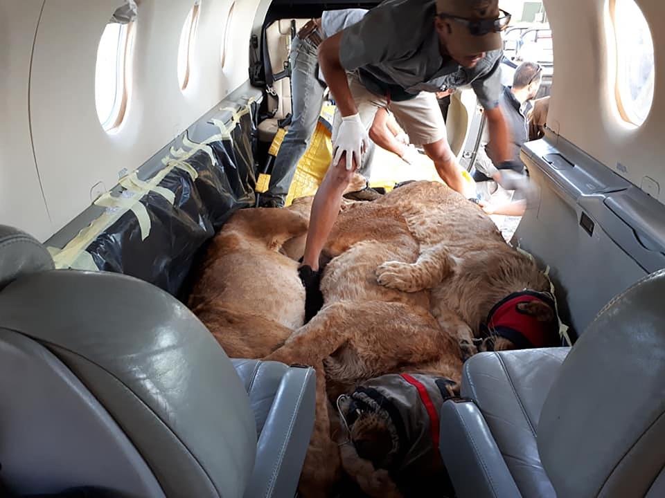 The big-cats have an anaesthetic induced cat-nap on the plane as they make the journey to freedom