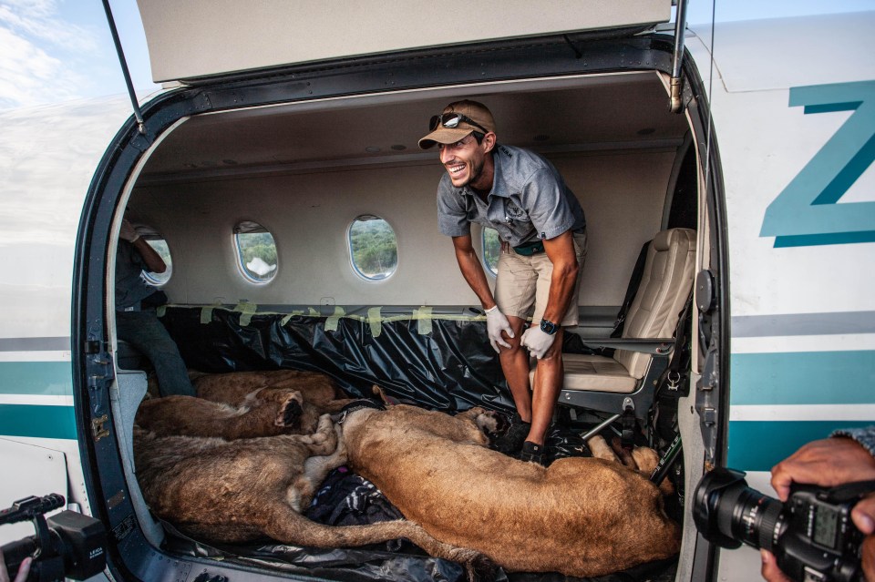 The freed lions were off-loaded into Kragga Kamma Game reserve for their first steps on African soil