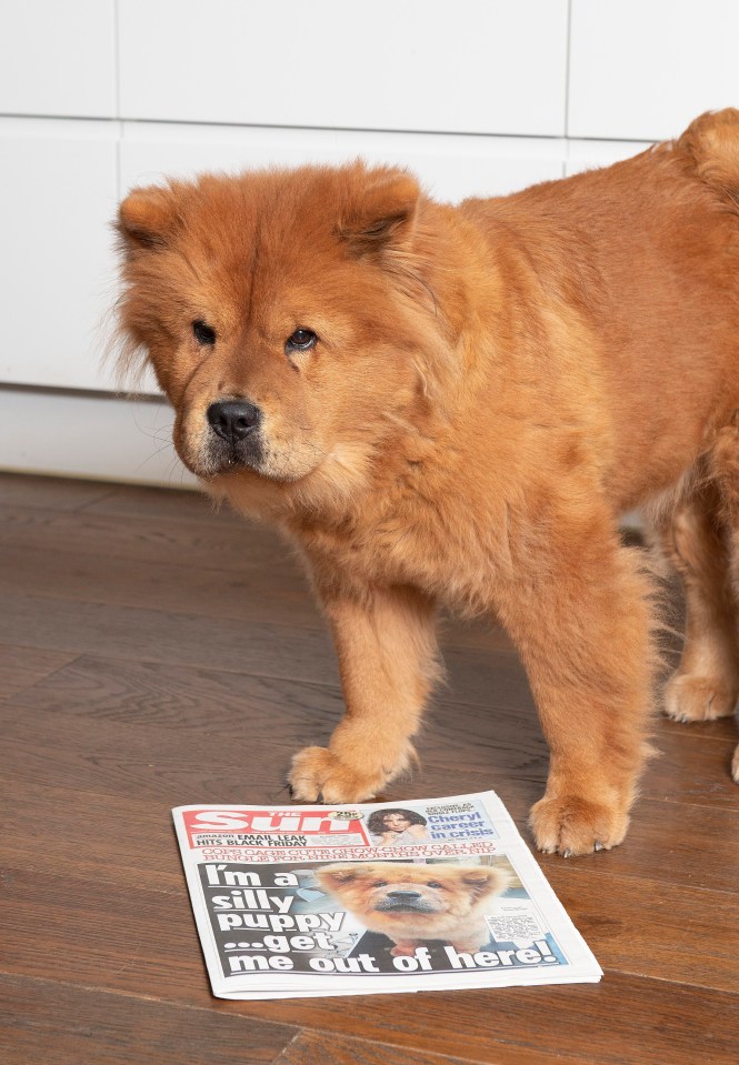 Police said the owners agreed to a Voluntary Control Order which means they must ensure their pet remains under control at all times