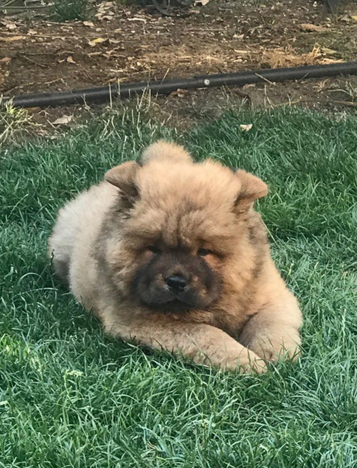 Bungle was jailed for giving a minor bite to a police officer while being off the lead