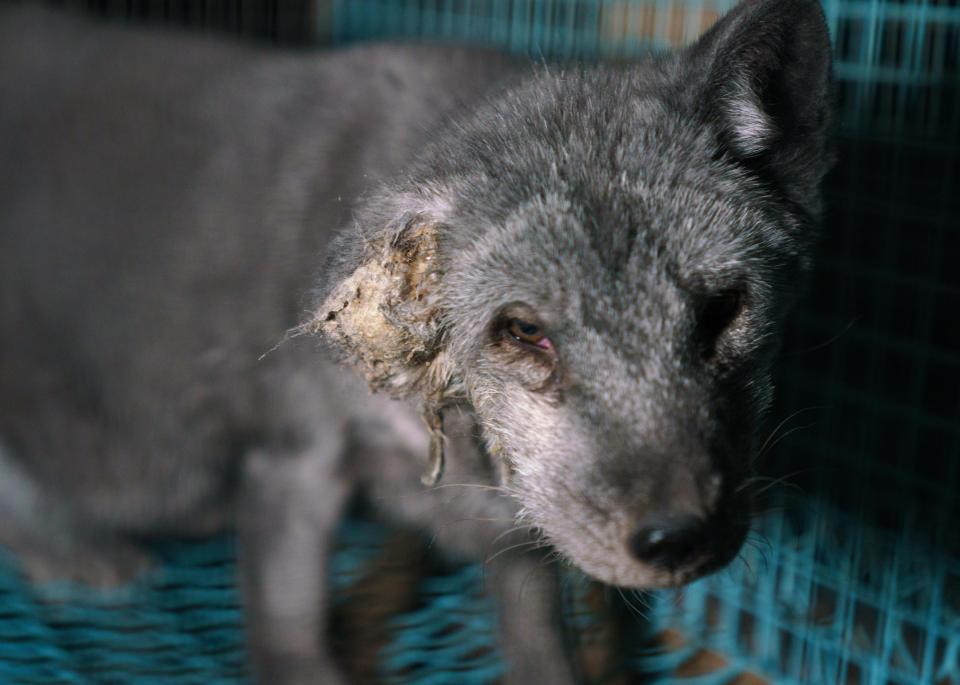  Fur farms are banned in the UK - but it is not illegal to purchase fur from abroad