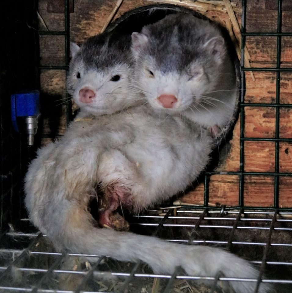  The investigation was conducted over two fur farms - where these minks had visibly open wounds