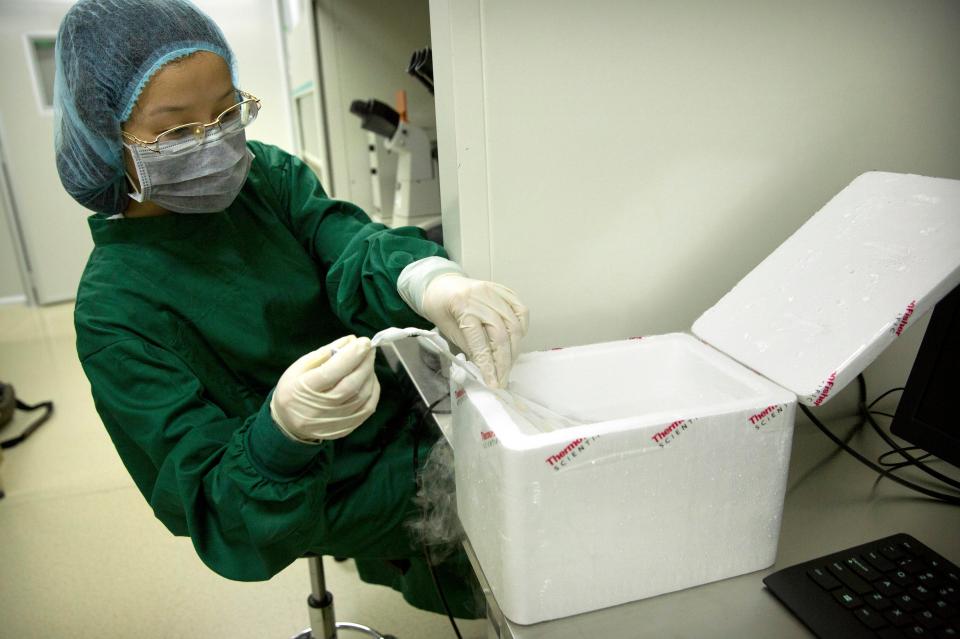  A scientist placing an embryo inside a storage tube inside a liquid nitrogen bath, for preservation