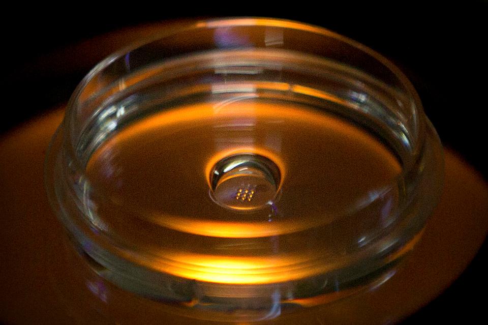  This is a microplate containing embryos injected with the Cas9 protein, a DNA enzyme