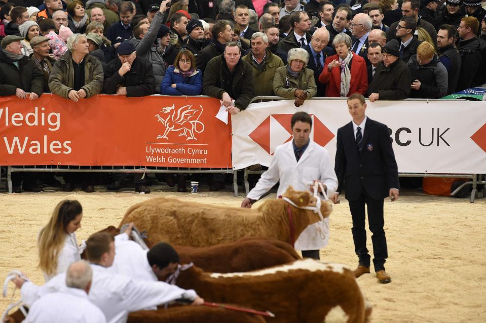  She observed livestock in the ring as she toured the Royal Welsh Showground earlier