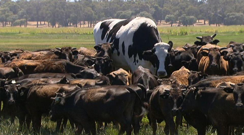  Cattle giant Knickers made headlines around the world