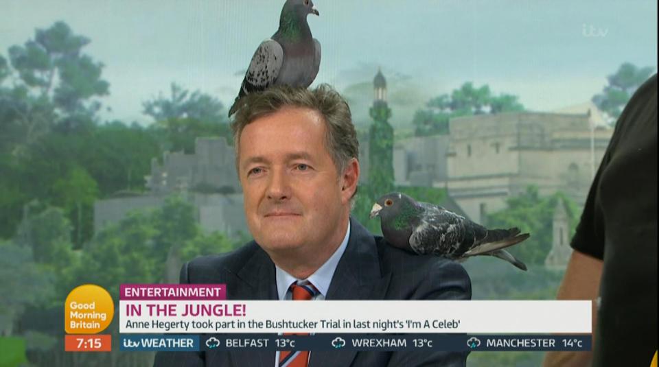  Piers was accosted by pigeons during this morning's Good Morning Britain