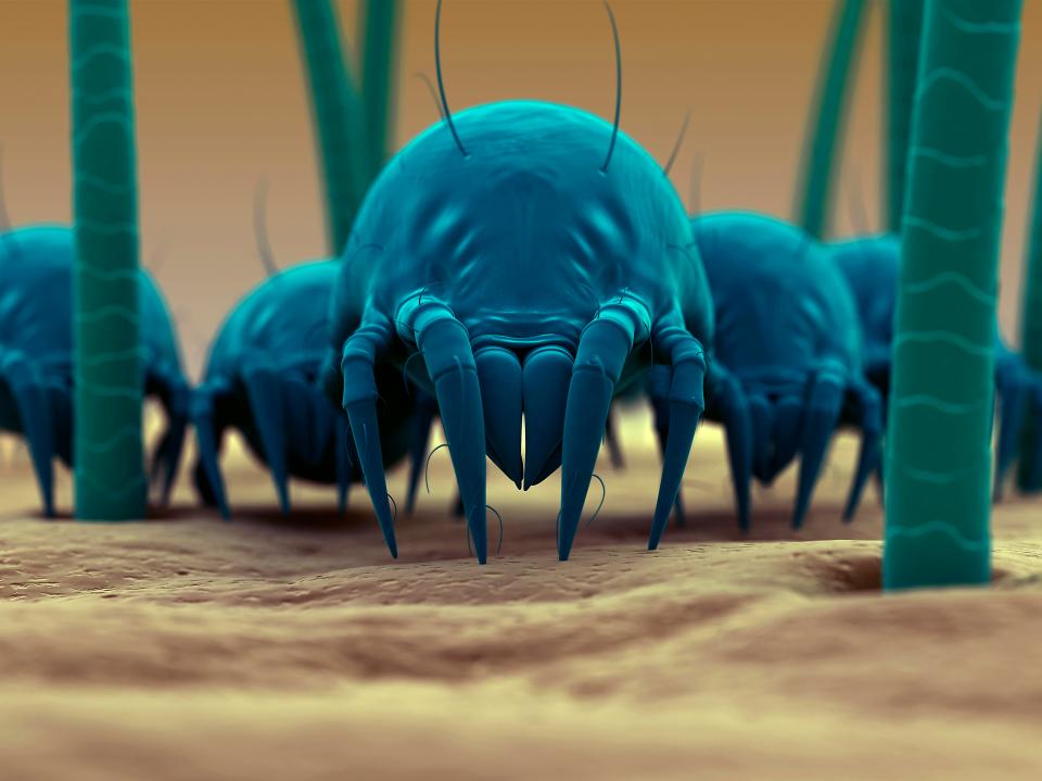 Dust mites thrive in warm areas like bedding and pillows