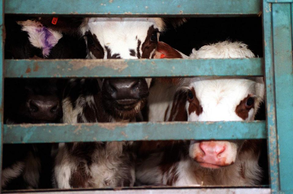 Every year this country sends thousands of live calves overseas for slaughter, and some of them are enduring nightmare journeys as far as North Africa