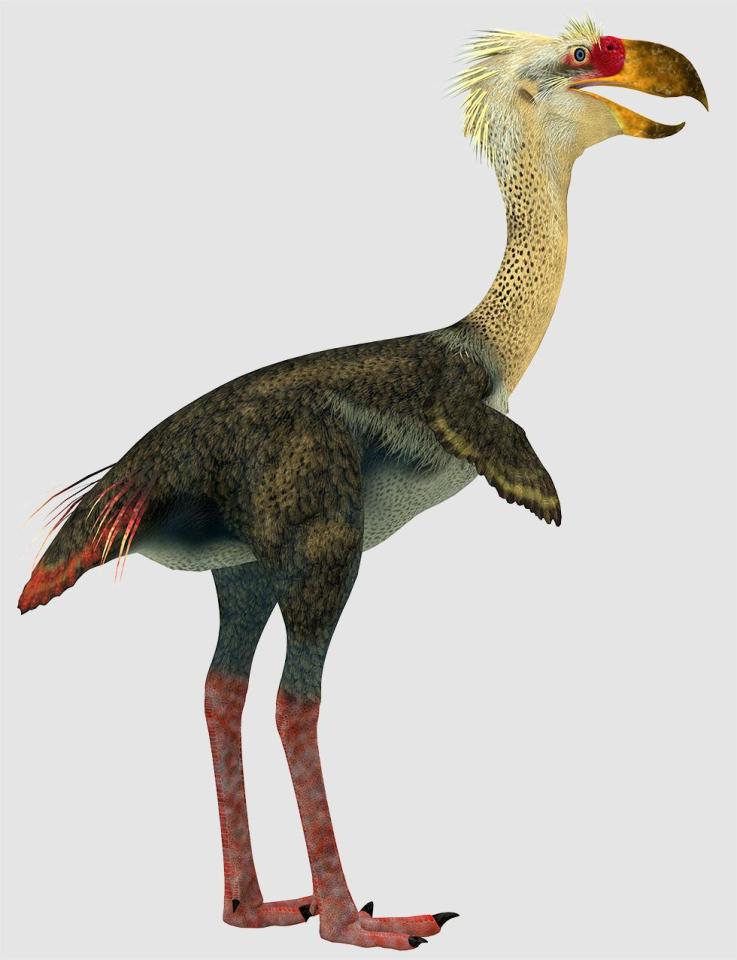  The child is believed to have been eaten by a relative of the so-called terror birds - like the Phorusrhacos