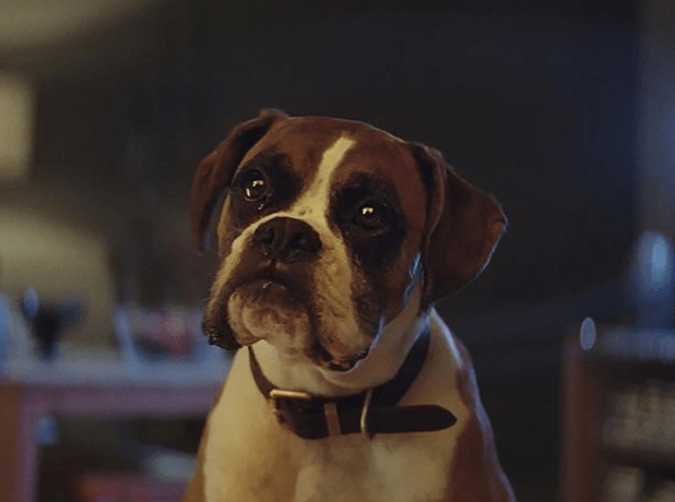 Buster The Boxer was 2016's John Lewis advert which was about a trampolining dog