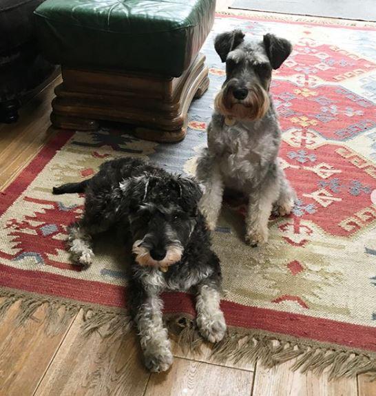  The couple's dogs look cosy on their rug