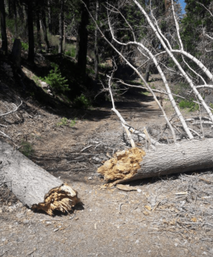  Claudia says she has notices many "unnatural" looking tree breaks in the area she saw the creature