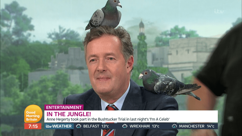  Piers Morgan was accosted by two pigeons on Good Morning Britain earlier today